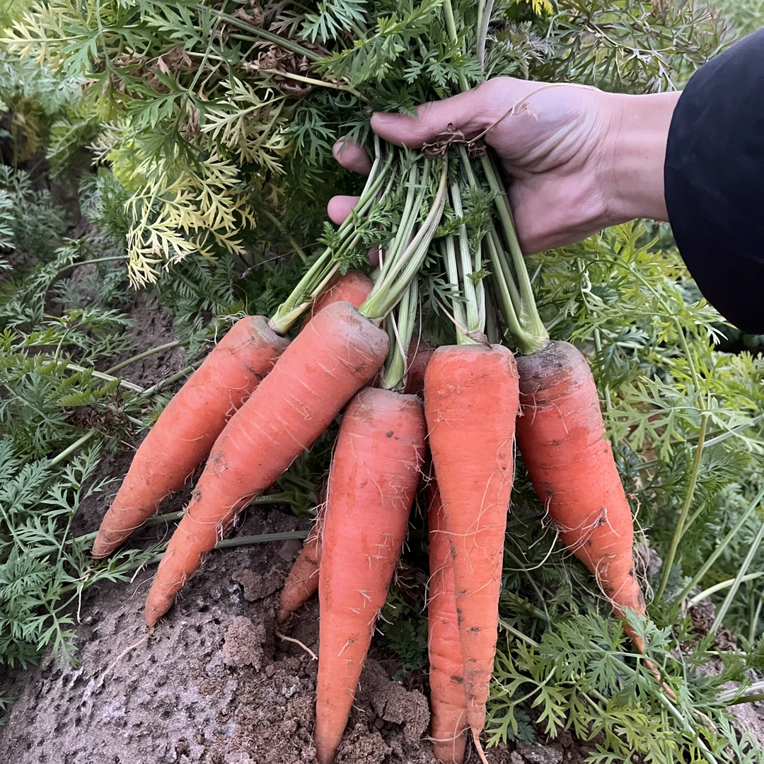 河南开封沙地胡萝卜现挖现发新鲜现拔农家自种带泥脆甜产地直发