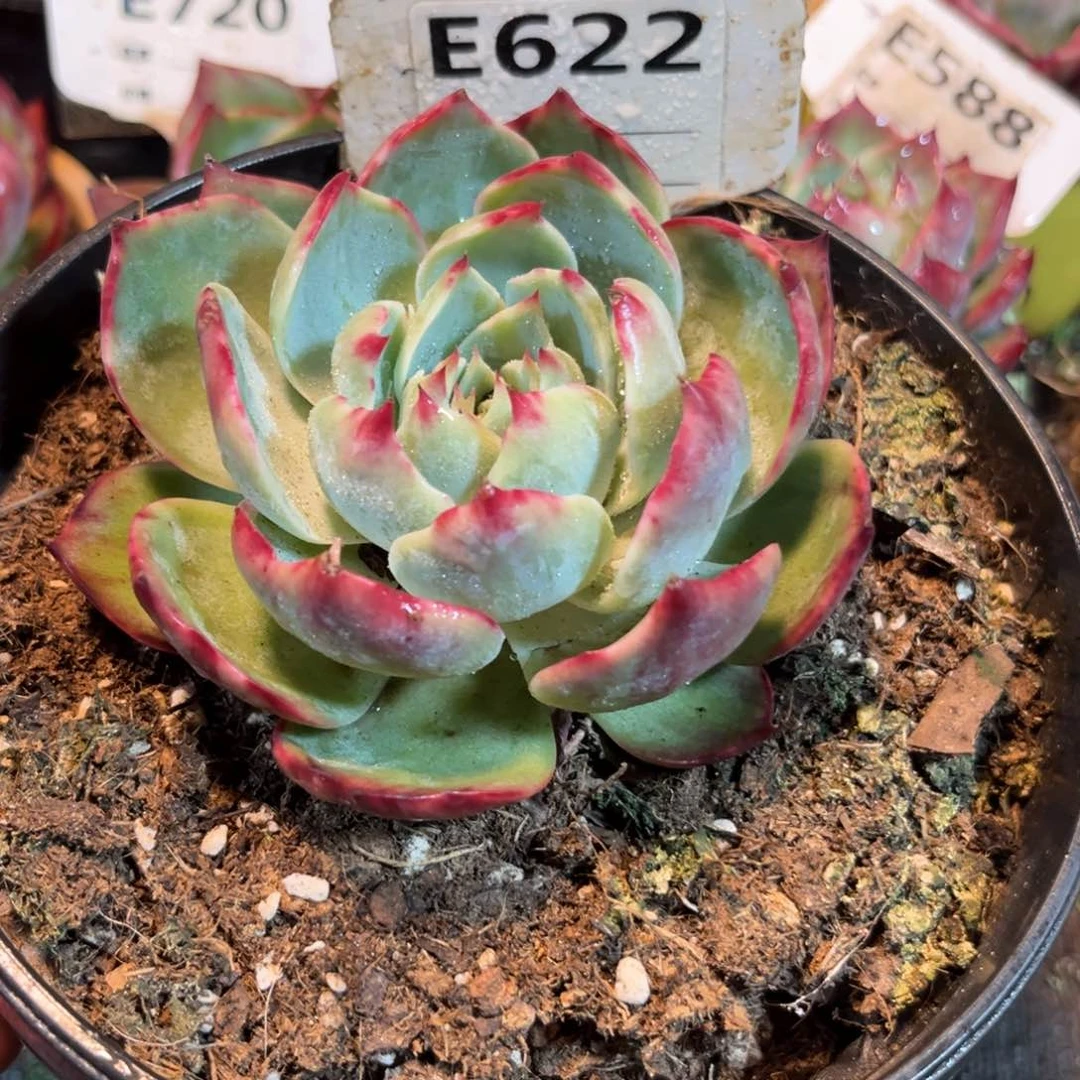 惊鸿一瞥622号多肉