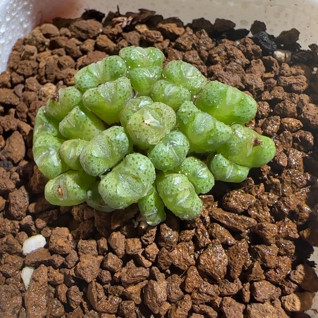 肉锥多肉植物组合-紫色小飞1022