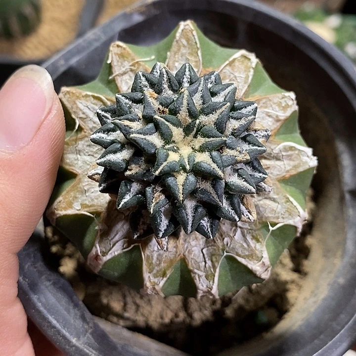 苗接黑牡丹。168号