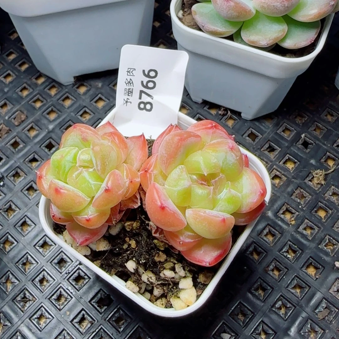 月白珍妮，8766多肉植物