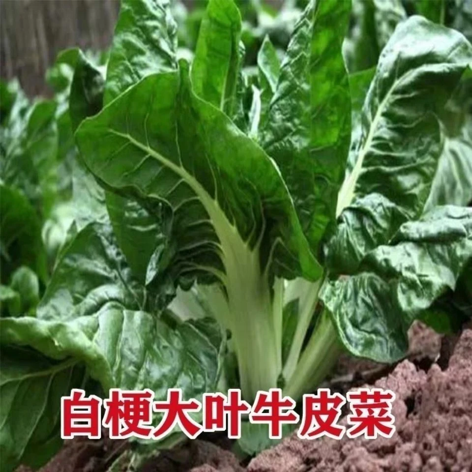 【牛皮菜根达菜】四季厚皮菜种籽根达菜种子四川大叶红牛皮菜抗病