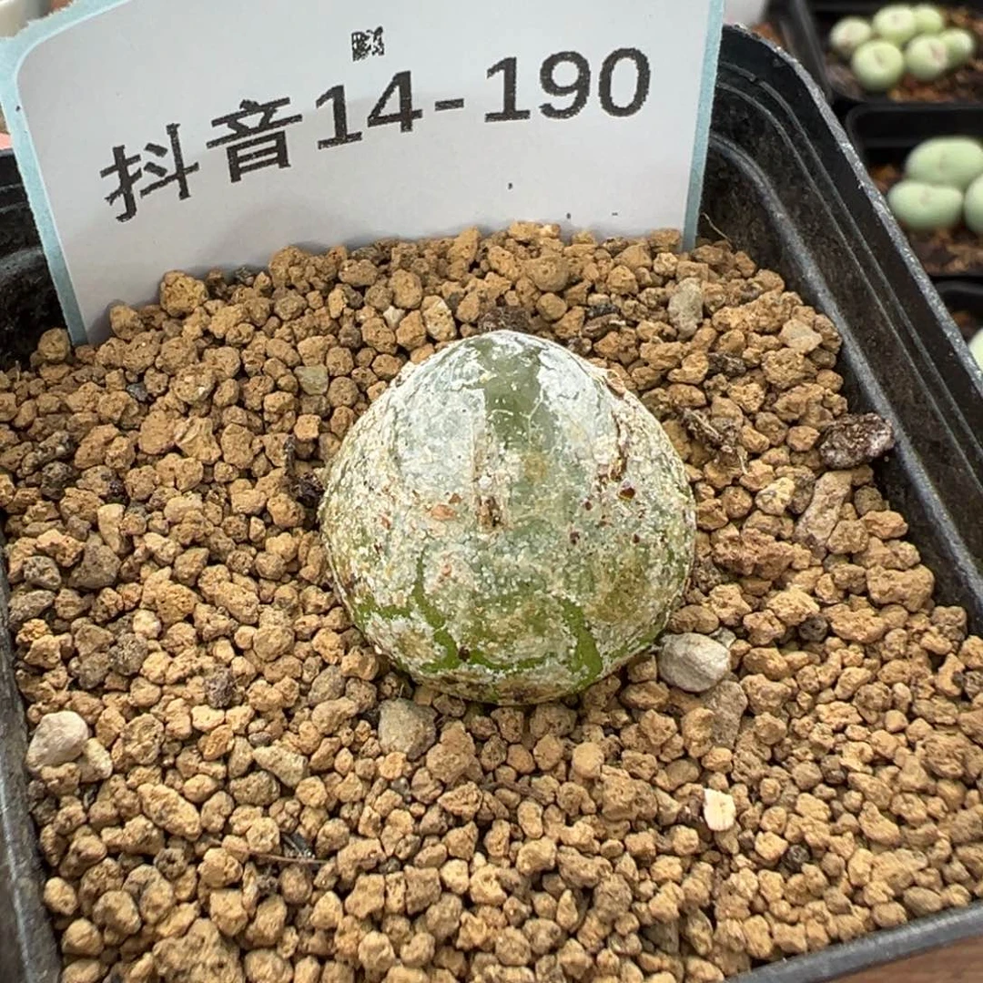 14-190灯泡多肉植物