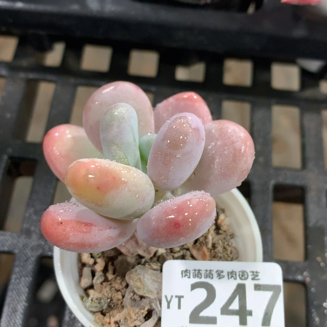 肉萌萌拇指盆精控多肉YT247