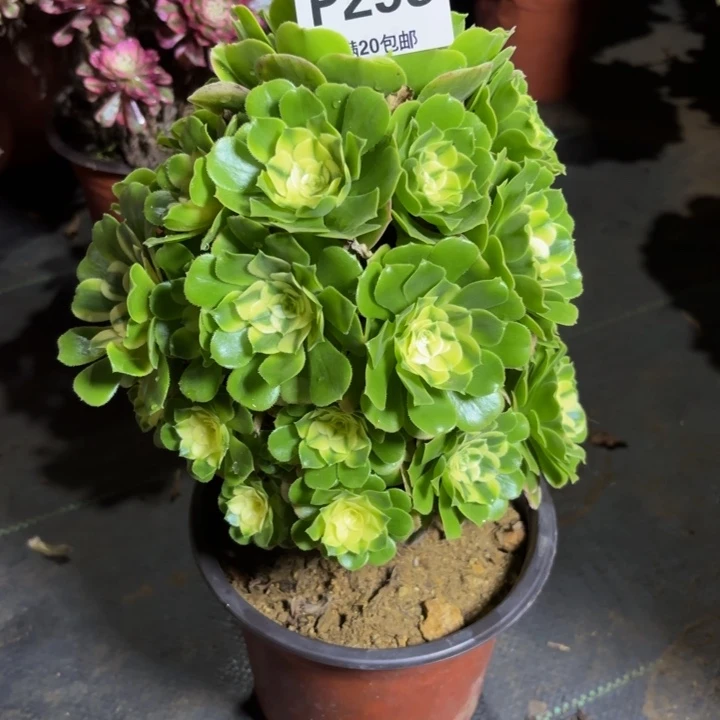 瑞妈，，，，，，293辛尼亚，