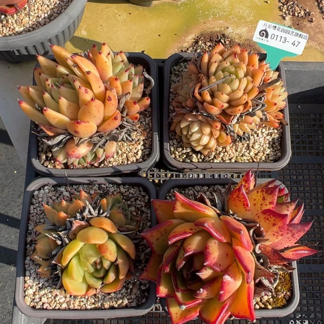 从前慢多肉精选编号0113.47