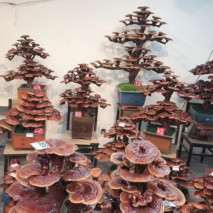 灵芝88888888888888888888