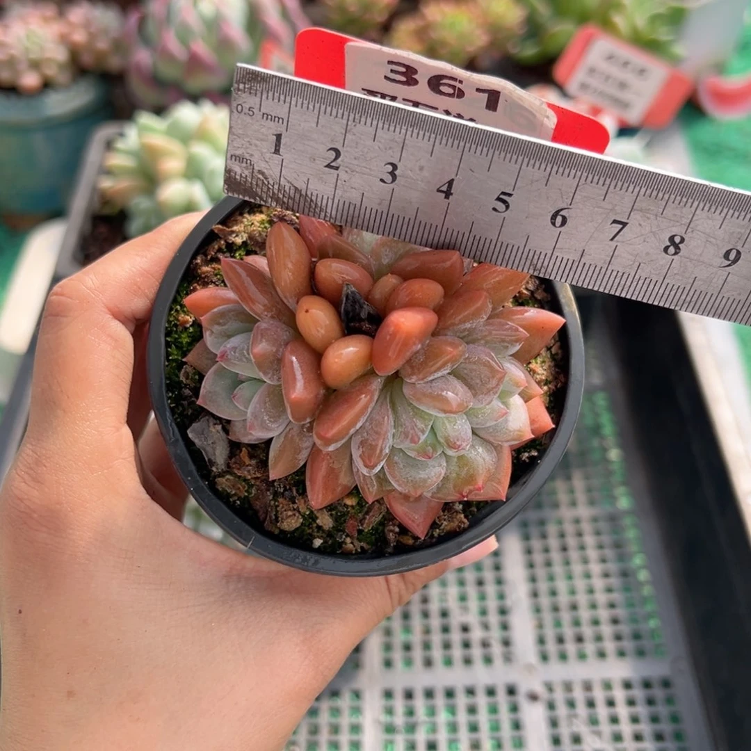 表妹精品多肉植物361.