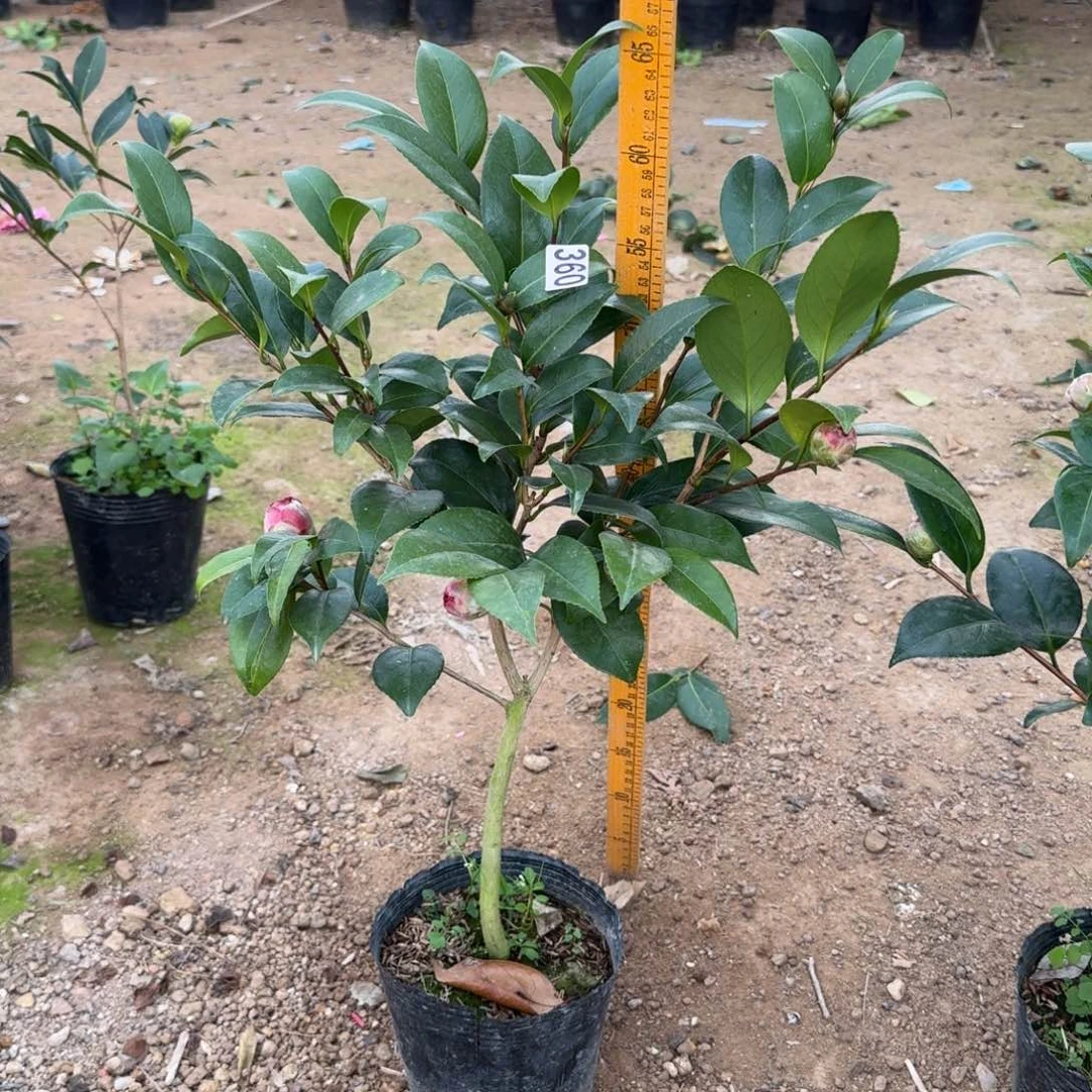 少量花朵（建议范围：2朵-5朵 或40%以下）360伯拜范