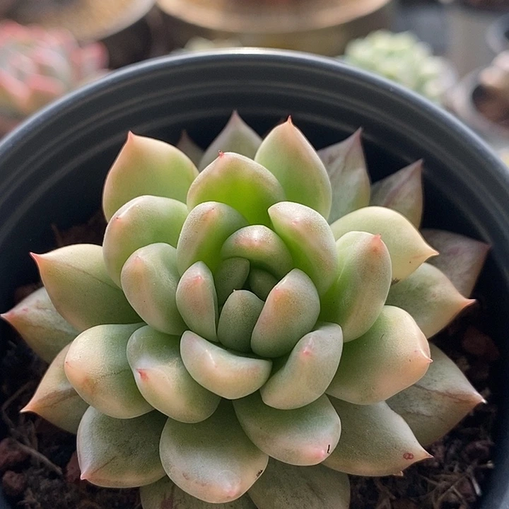 冰心公主锦多肉植物