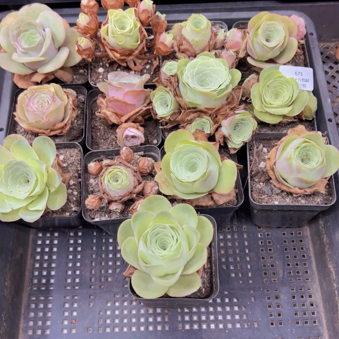 675 侧牙掉了不包损无售后