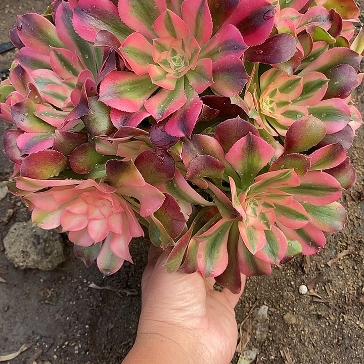 多肉植物香妃593多肉