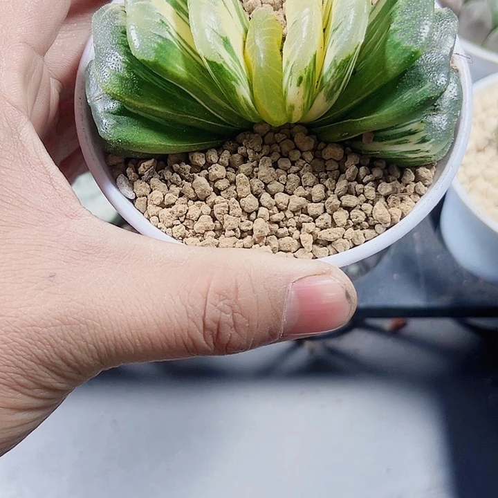 玉扇锦新手好养系列