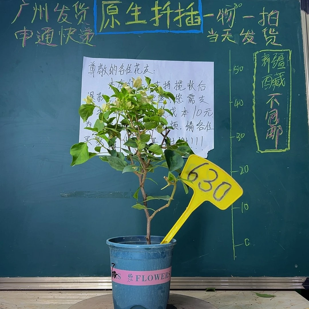当前无花栽培后可以开花  暗斑丽人  630