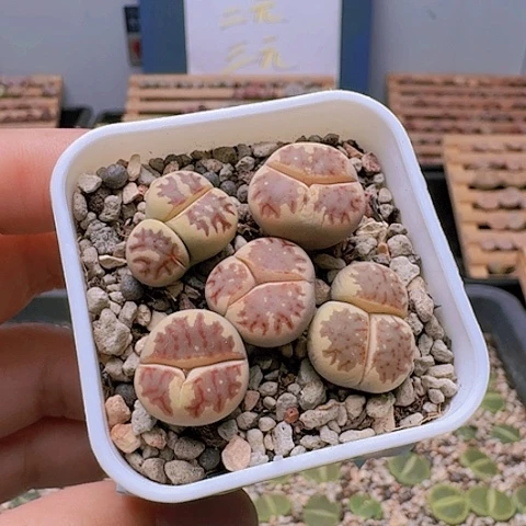 2218丽虹组合奔和怪脱土发货