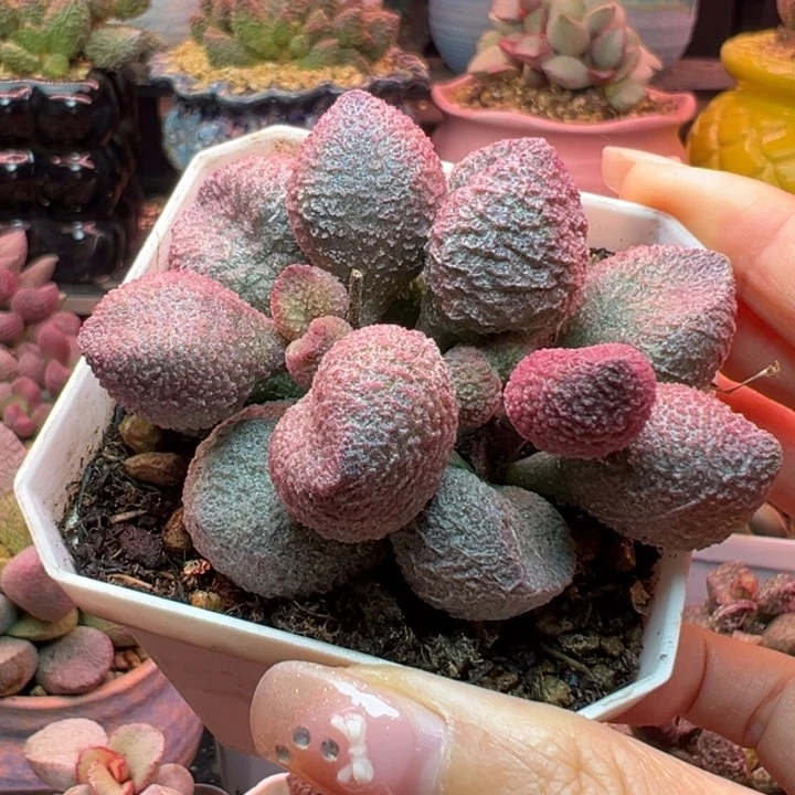 水蜜桃。