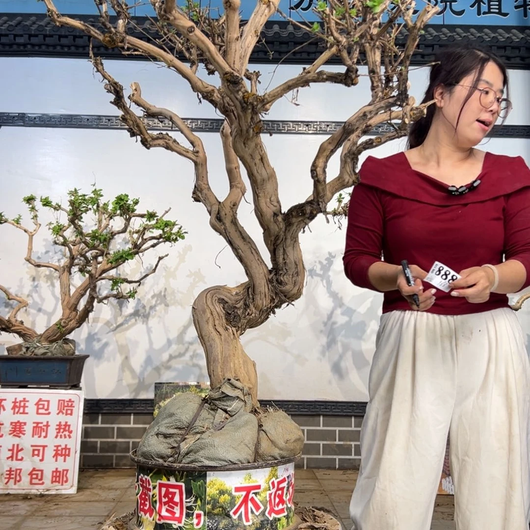 完全开放金银花88888