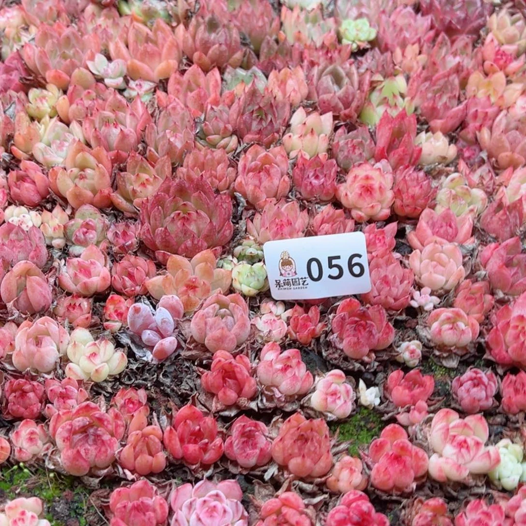 紫*多肉植物多肉植物