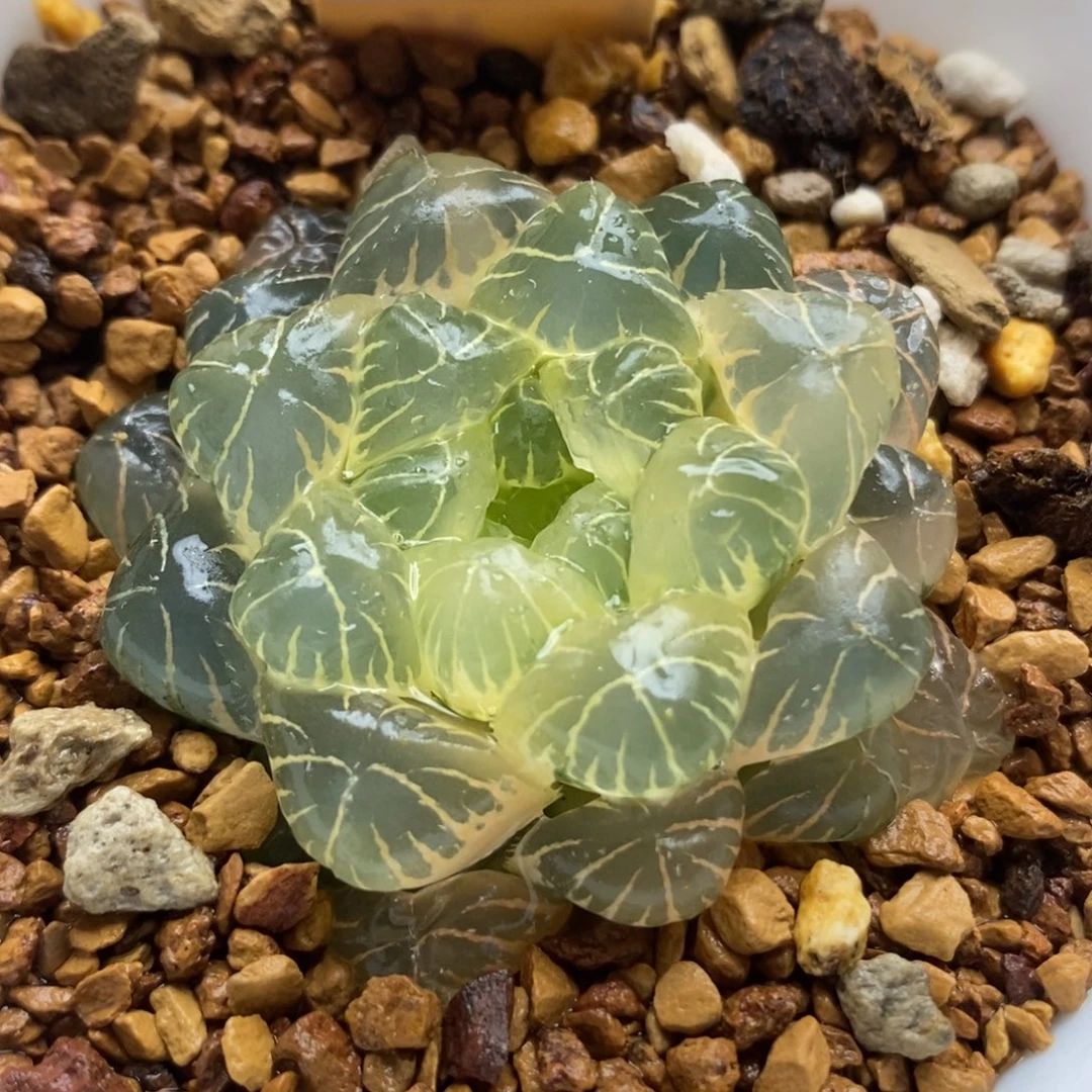 46糊斑湖水玉露锦一物一拍