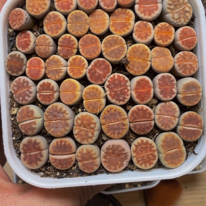 冰***乐多肉植物的生长发育规律45