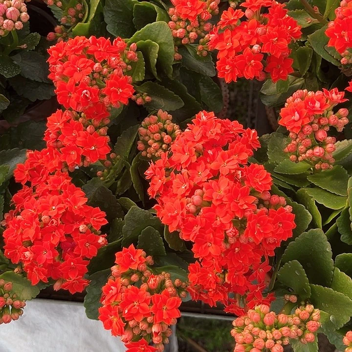 130大盆长寿花阿么朵红