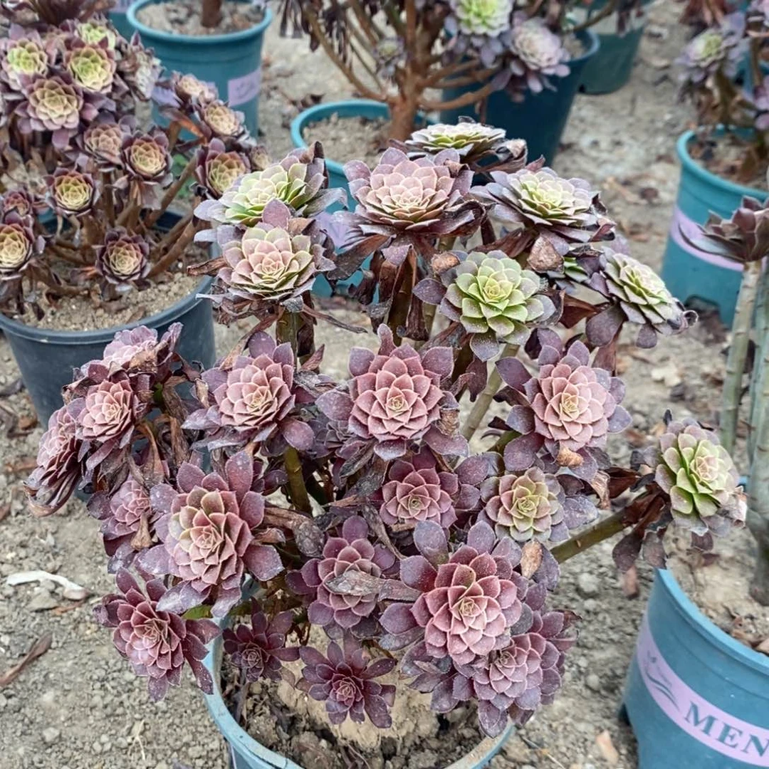 黑桐多肉植物030