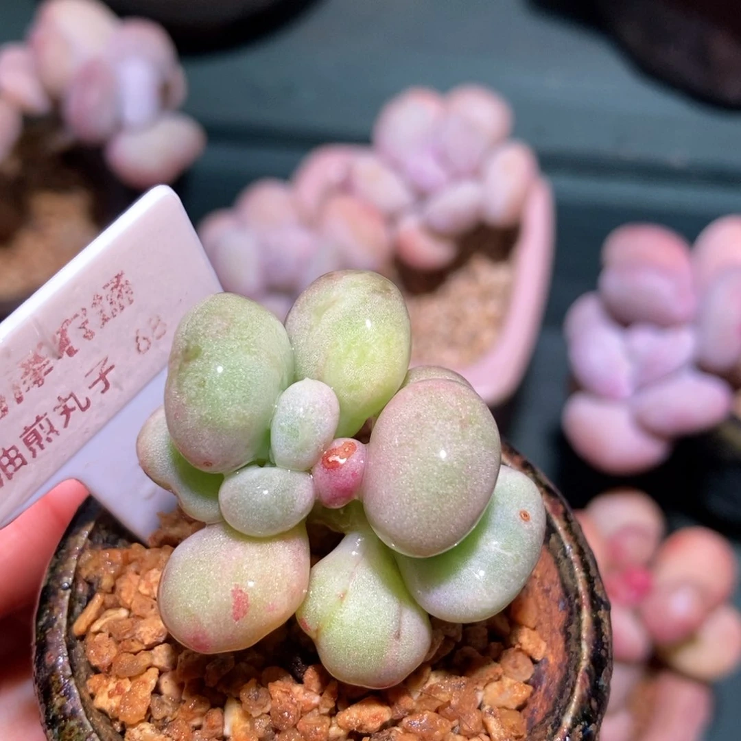 47油煎丸子一物一拍