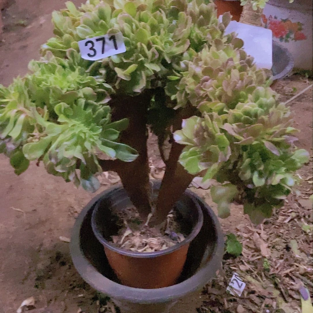 371玫瑰法师缀老板子法师