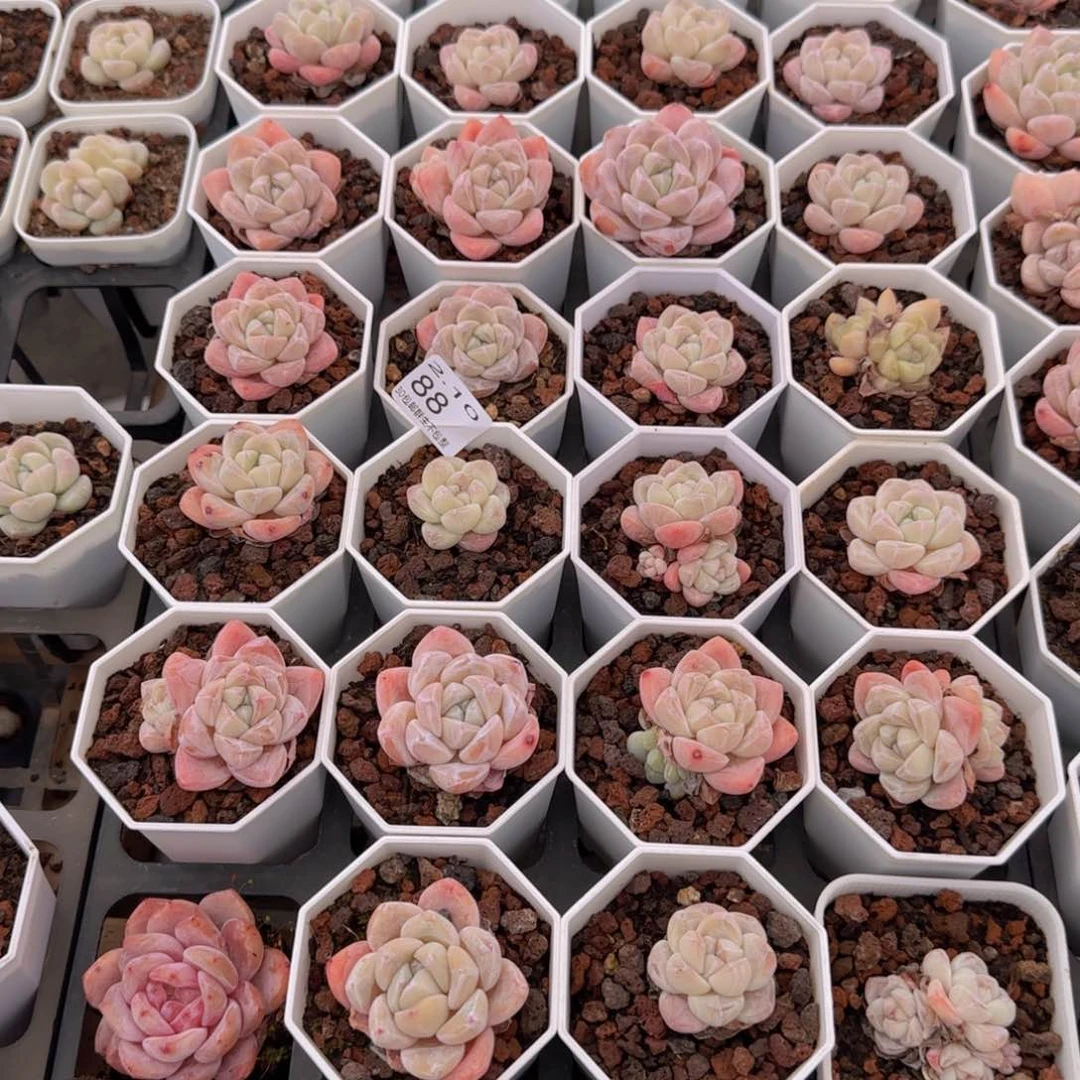 冰玉一筐脱土发货88号