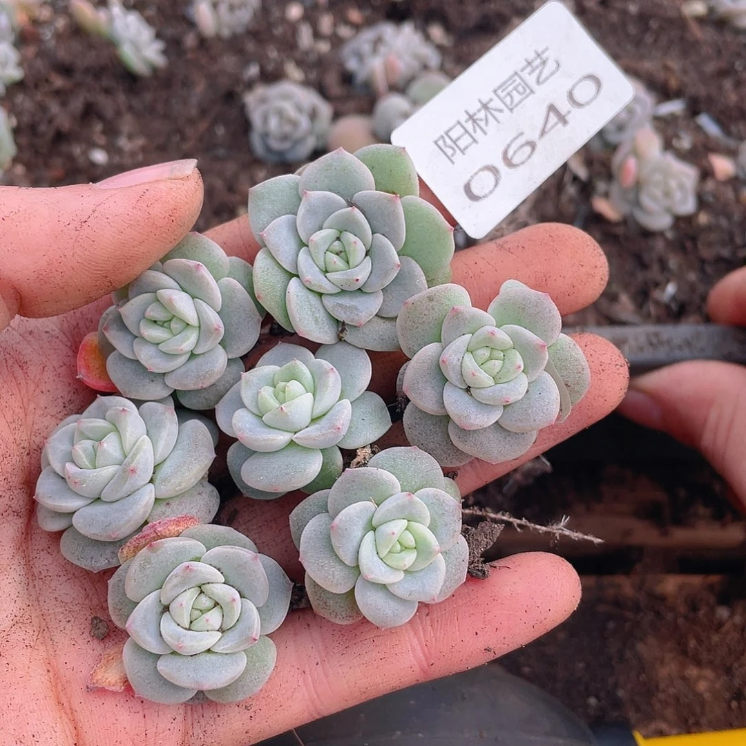 多肉植物多肉植物640