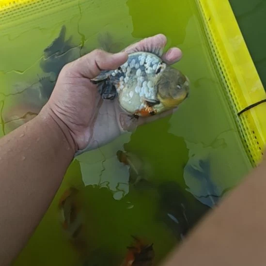 白麒麟将军泰狮金鱼