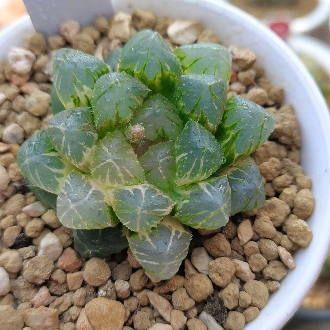 488号OM玉露锦一物一拍带盆土发货