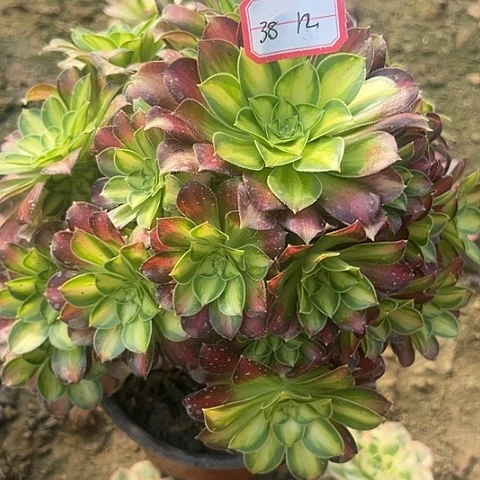 多肉韶华38不包断枝