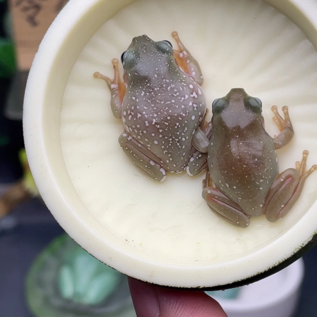 老爷树蛙10号灰皮蓝送青柠蓝眼