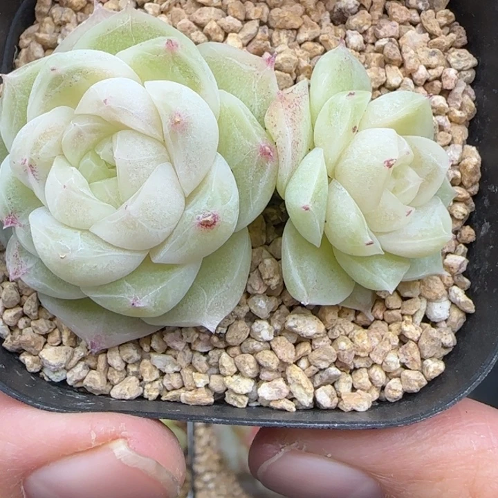 302号梨花白不包整