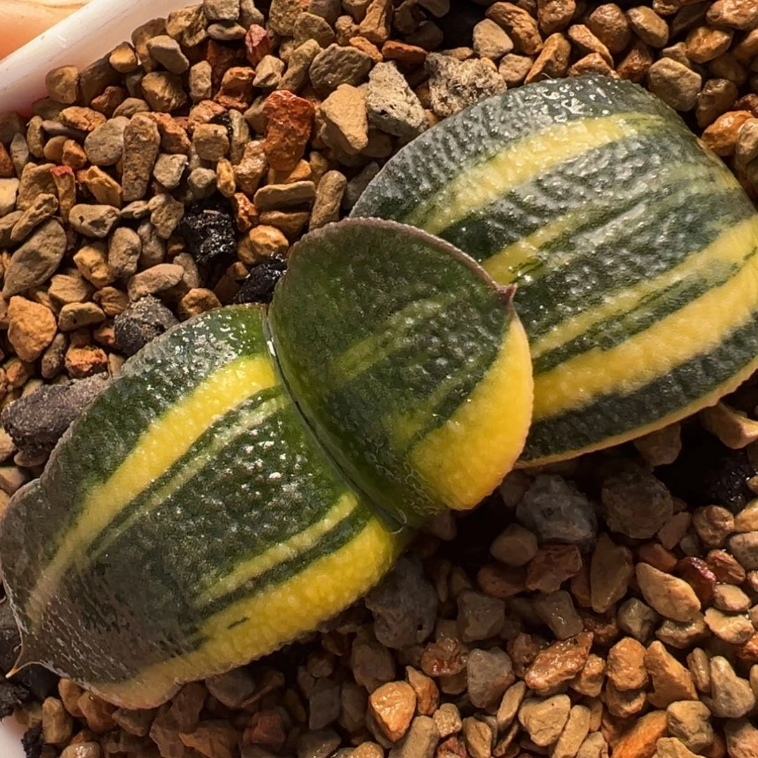 喜***乐23多肉植物百科植物