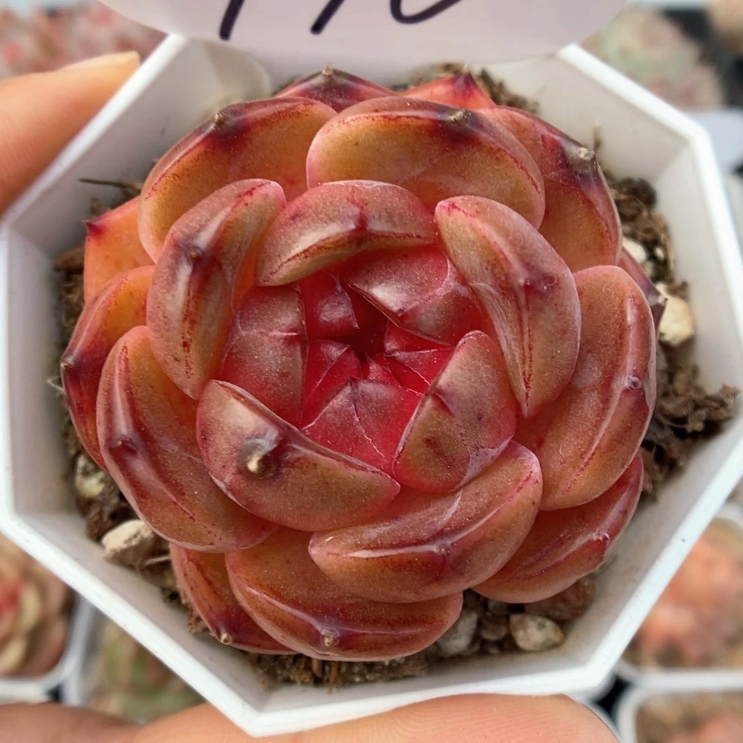 油透珍妮可拍970号。