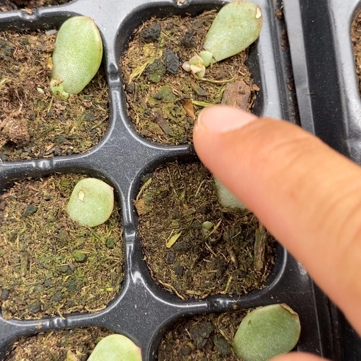 玉笙x28芽苗一个多肉