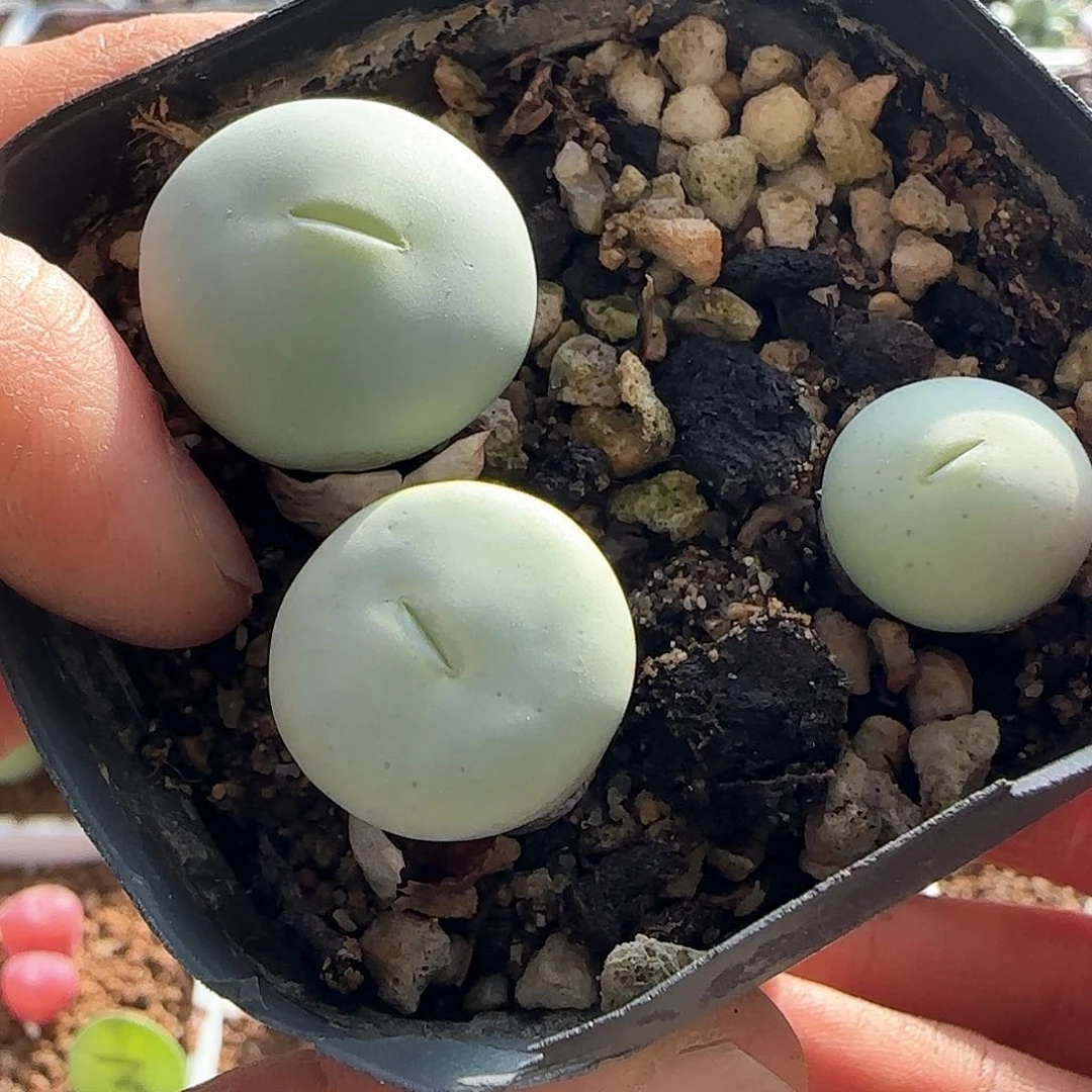 茳**姐28包邮脱土发货26549