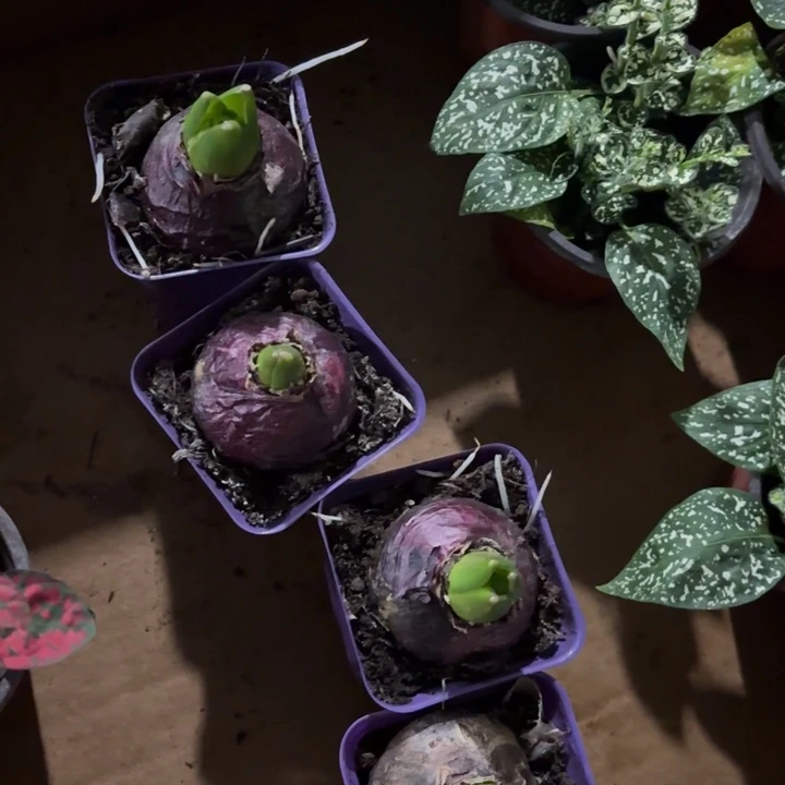 全部花苞风信子随单走