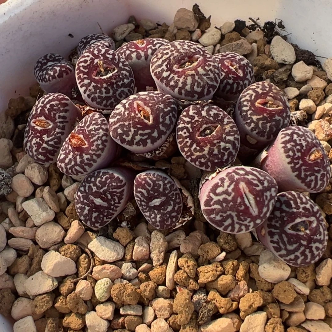 715多肉植物种类多样