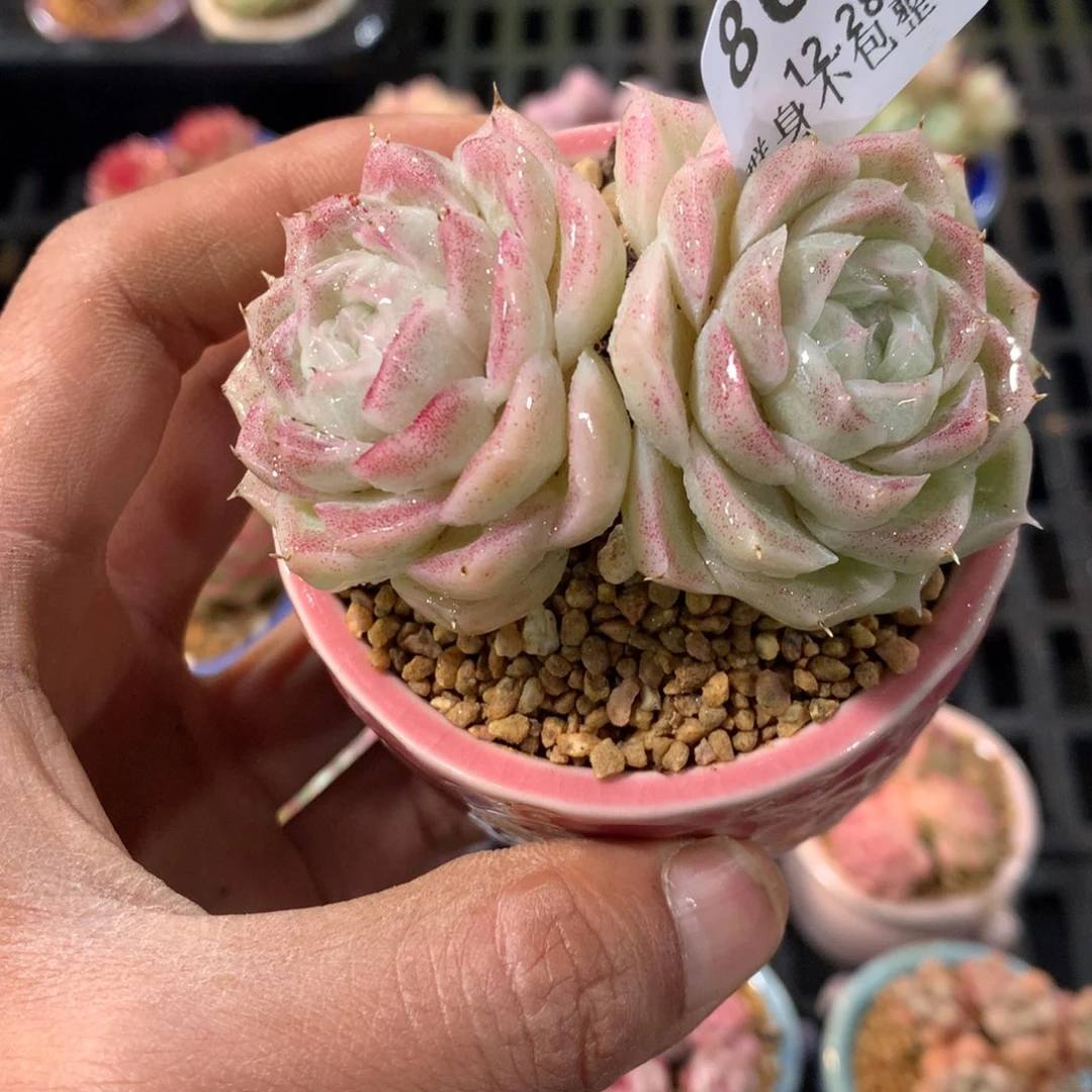 精控拇指盆12.28801