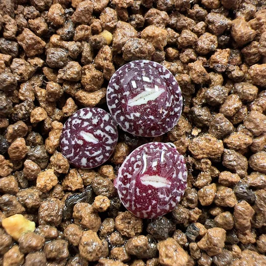 【闪购商品】19 满窗墨后代