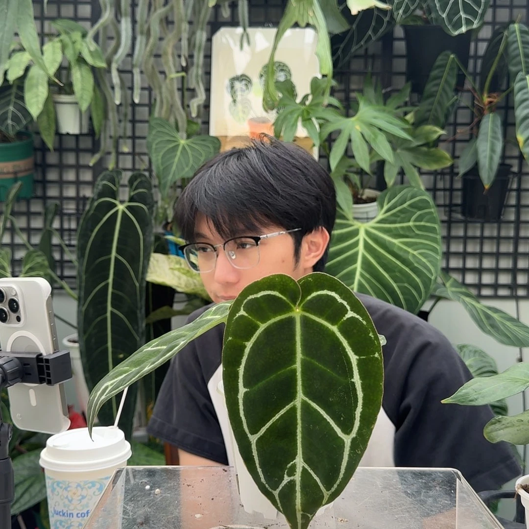 完全开放D87黑丝绒杂小钻石