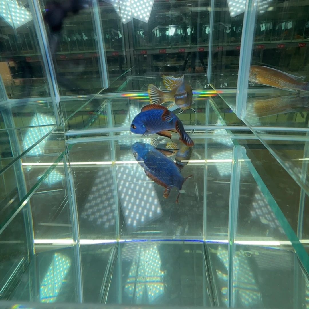 海水鱼c092-松比西原色