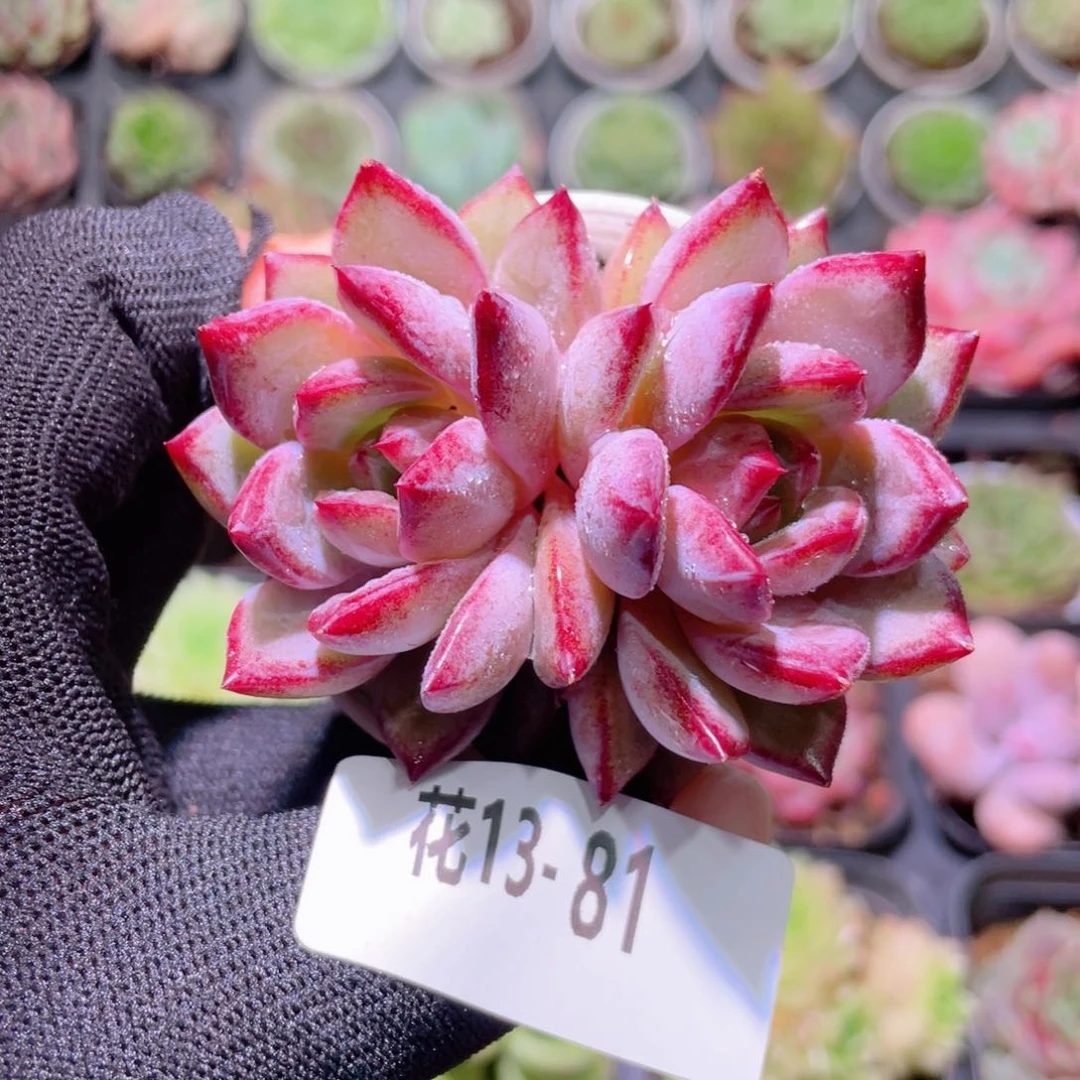 花利美13-81醉霞