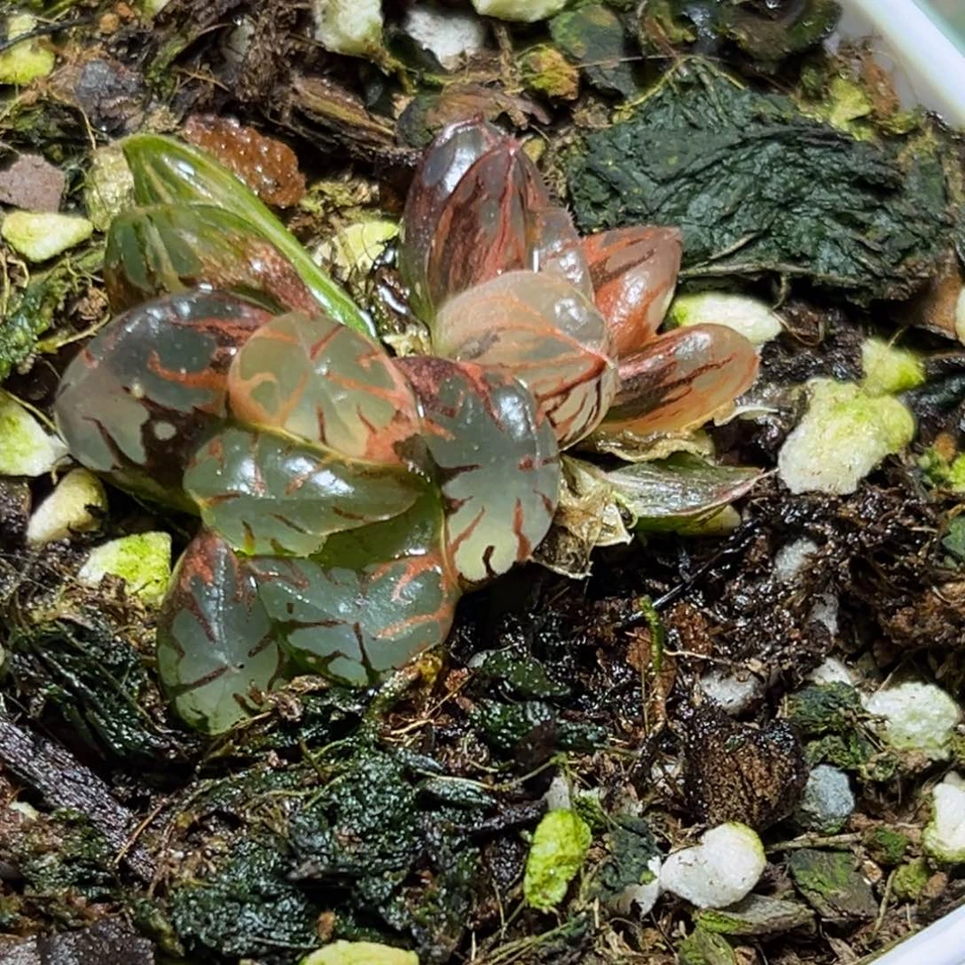 恭喜发财大吉大利625