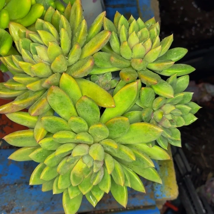 *****老桩精品肉肉象牙