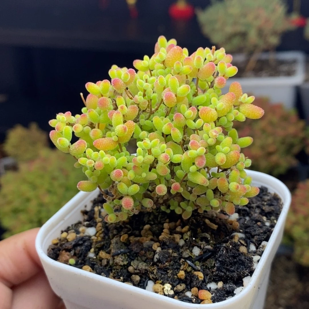 443号蜜橘糖球枝干多肉