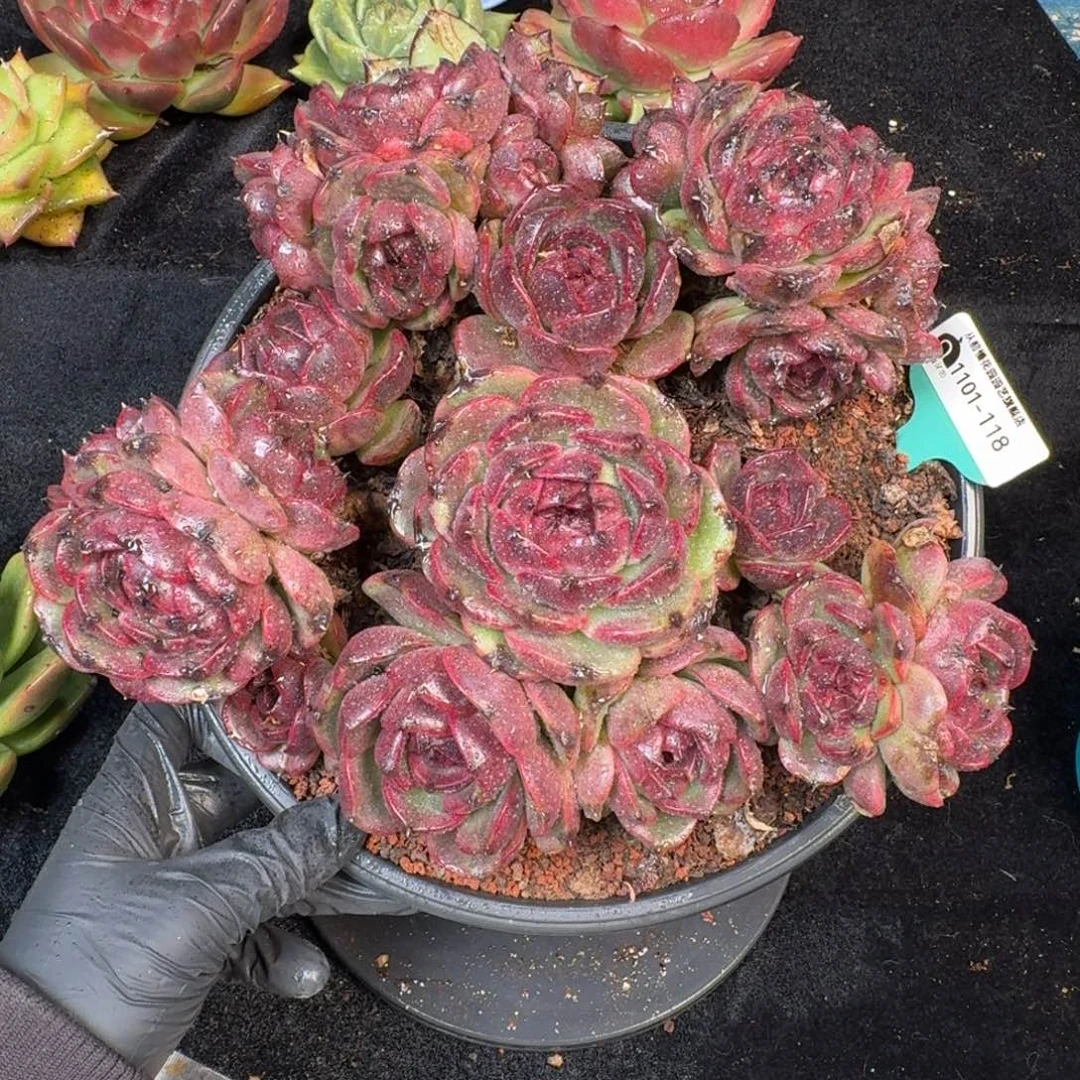 从前慢多肉精选编号1101.118